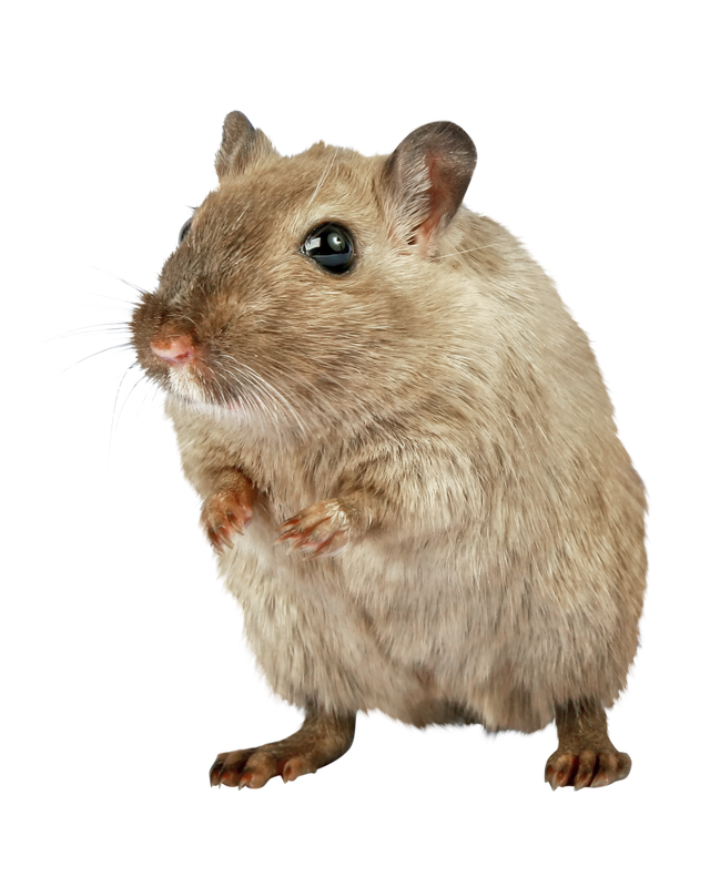 a gerbil